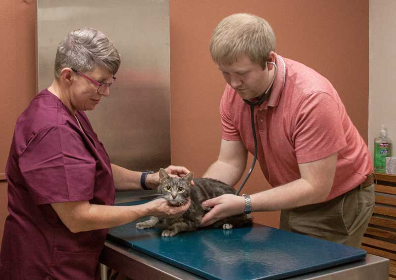 Carousel Slide 3: Cat veterinarians