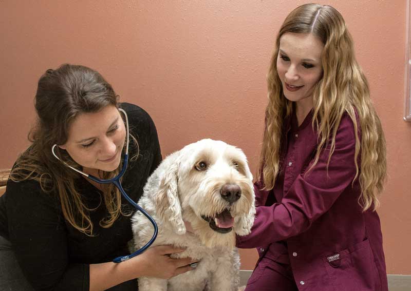 Carousel Slide 2: Dog preventative care